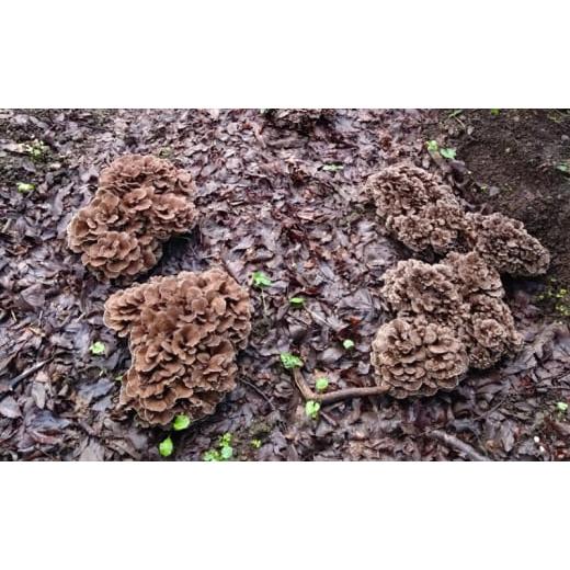 ふるさと納税 野菜類 きのこ 岐阜県 揖斐川町 No.5568-0397 舞茸 岐阜 原木まいたけ1kg 揖斐川町_3
