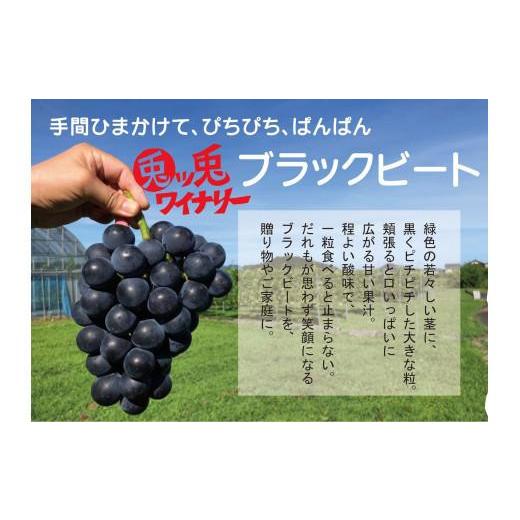 ふるさと納税 ぶどう 鳥取県 鳥取市 ぶどう ブラックビート 2kg (進物用)の画像