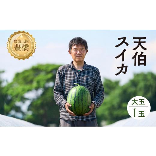 ふるさと納税 スイカ 愛知県 豊橋市 2026年お届け 鈴木さんの 『天伯スイカ』 1玉 糖度11度以上 大玉 2L以上(7kg以上) 2026年お届け