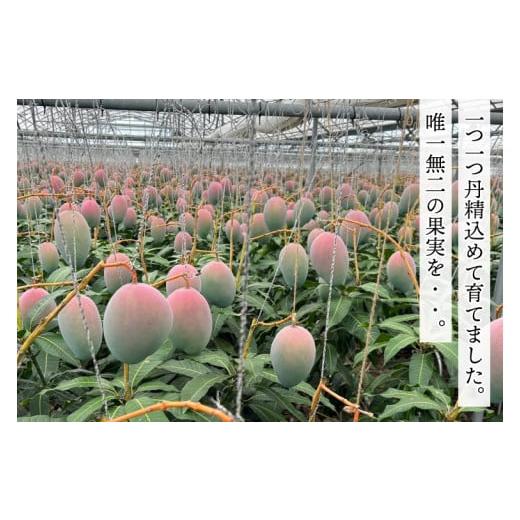 ふるさと納税 マンゴー 沖縄県 豊見城市 2025年8月より順次発送 ふるさと納税 マンゴー 沖縄県 豊見城市 2025年8月より順次発送