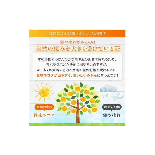 ふるさと納税 果物類 みかん 熊本県 玉名市 訳あり 大玉 くまもとみかん 約 10kg | 果物 みかん くだもの みかん フルーツ みかん 柑橘 みかん 柑橘類 みかん … |  | 05