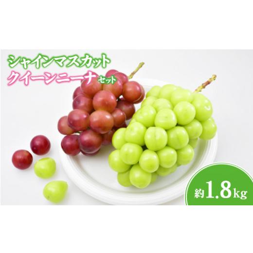 ふるさと納税 ぶどう マスカット 宮崎県 小林市 ぶどう2種食べ比べ シャインマスカット&クイーンニーナ 計1.8kg程度(国産 フルーツ 果物 くだもの ブドウ …