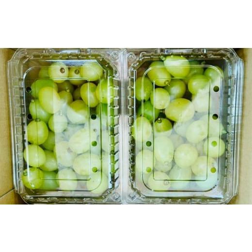 ふるさと納税 ぶどう マスカット 大分県 竹田市 数量限定 粒パック 訳