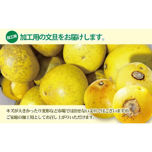 ふるさと納税 地域のお礼の品 高知県 土佐市  先行予約 訳あり 土佐文旦 加工用（M〜5L混合）約10kg〈2027年2月中旬〜発送〉／ 文旦 10キロ 約16〜30玉 ぶんた…_4