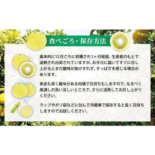 ふるさと納税 地域のお礼の品 高知県 土佐市  先行予約 訳あり 土佐文旦 加工用（M〜5L混合）約10kg〈2027年2月中旬〜発送〉／ 文旦 10キロ 約16〜30玉 ぶんた…_6