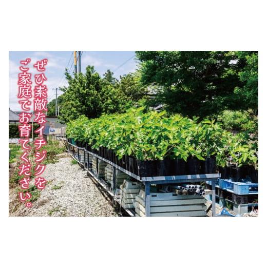 ふるさと納税 花・苗木 茨城県 鹿嶋市 イチジク苗木 3年物 なえぎ