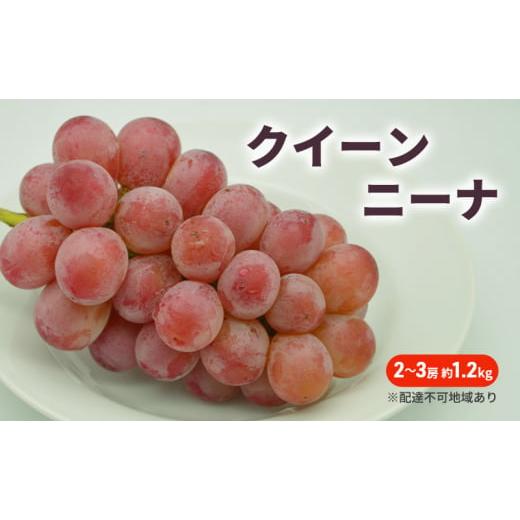 ふるさと納税 ぶどう 岡山県 里庄町 ぶどう 2026年 先行予約 クイーンニーナ 2〜3房 約1.2kg ブドウ 葡萄 岡山 国産 フルーツ 果物
