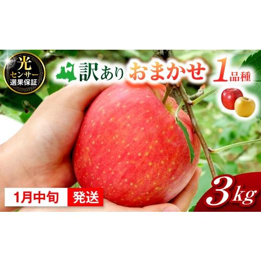 ふるさと納税 りんご 青森県 五所川原市 2027年1月中旬発送 おまかせ 訳ありりんご 約 3kg 青森 |選べる配送時期| りんご 青森 五所川原 1月中旬(11日〜20日)…