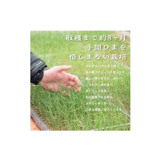 ふるさと納税 野菜類 玉ねぎ 福島県 鏡石町 《先行予約》 2026年発送 訳アリ うまみたっぷり 不揃い 玉ねぎ 10kg たまねぎ タマネギ 玉葱 野菜 訳あり ワケア…の画像