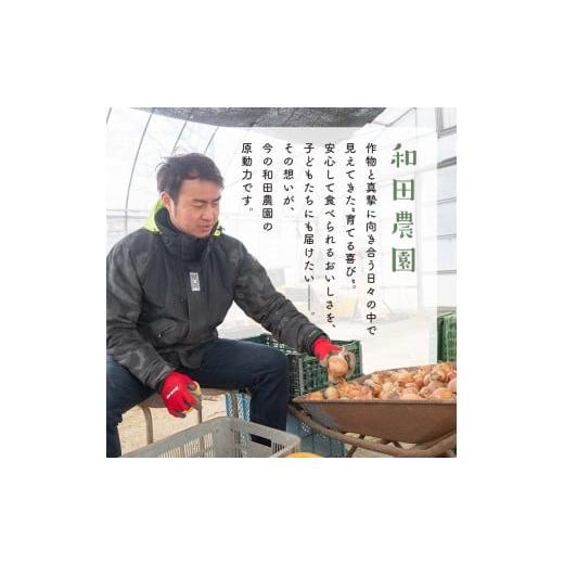 ふるさと納税 野菜類 玉ねぎ 福島県 鏡石町 《先行予約》 2026年発送 訳アリ うまみたっぷり 不揃い 玉ねぎ 10kg たまねぎ タマネギ 玉葱 野菜 訳あり ワケア…の画像