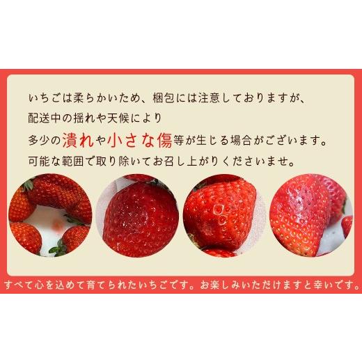 ふるさと納税 いちご 福岡県 赤村 先行予約／2027年出荷 福岡県産
