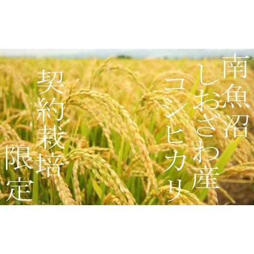 ふるさと納税 米 コシヒカリ 新潟県 南魚沼市  令和8年産 新米予約 定期便6ヶ月：精米2Kg 契約栽培限定 南魚沼しおざわ産コシヒカリ 2026年10月上旬から1ヶ月…の画像