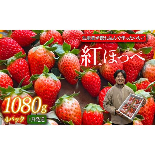 ふるさと納税 いちご 茨城県 鉾田市 1月発送 紅ほっぺ/270g×4パック(4パック入り1箱) 1月発送