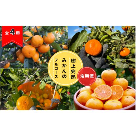 ふるさと納税 果物類 みかん 和歌山県 田辺市 先行予約 全4回定期便 樹上完熟みかんフルコース / 宮川早生みかん・ゆら早生・きゅうき・上野早生 2026年10月…