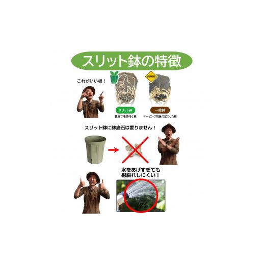 ふるさと納税 花・苗木 愛知県 南知多町 スリット鉢 8号 4色 カラーセット 植木鉢 植物 果樹 野菜 観賞用 園芸 花 カーメン君 兼弥産業 南知多 愛知 スリット…_7
