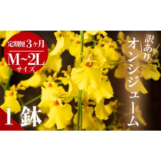 ふるさと納税 雑貨・日装具 花 高知県 須崎市  定期便3ヶ月 オンシジューム ( アロハ・イワナガ ) 訳あり １鉢 M~2L お花 花 はな お花 室内装飾 了知 …