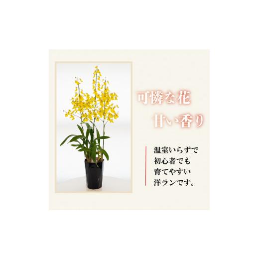 ふるさと納税 雑貨・日装具 花 高知県 須崎市  定期便3ヶ月 オンシジューム ( アロハ・イワナガ ) 訳あり １鉢 M~2L お花 花 はな お花 室内装飾 了知 …