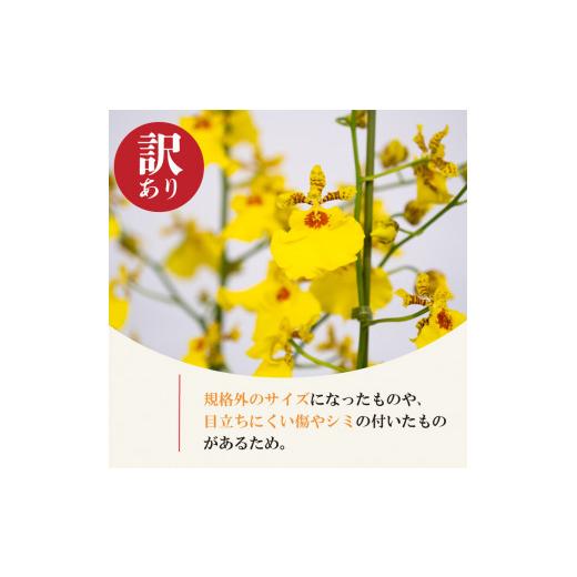 ふるさと納税 雑貨・日装具 花 高知県 須崎市  定期便3ヶ月 オンシジューム ( アロハ・イワナガ ) 訳あり １鉢 M~2L お花 花 はな お花 室内装飾 了知 …