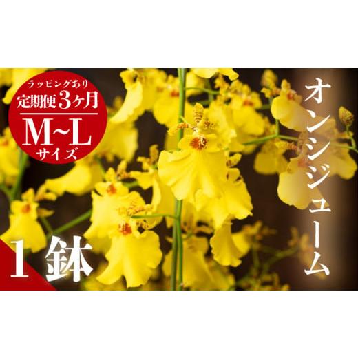 ふるさと納税 雑貨・日用品 花 高知県 須崎市 定期便3ヶ月 オンシジューム ( アロハ・イワナガ ) 1鉢 M~L ラッピング有 お花 花 はな フラワー インテリア …
