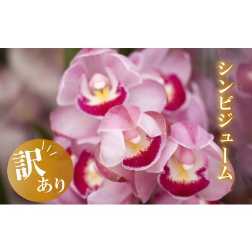 ふるさと納税 雑貨・日用品 花 高知県 須崎市 12月から発送 訳あり シンビジューム 切り花 4~6本 お花 花 はな フラワー ブーケ 花束 インテリア 鑑賞 洋ラン…