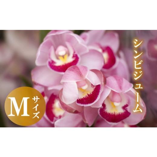 ふるさと納税 雑貨・日用品 花 高知県 須崎市 12月から発送 シンビジューム 切り花 Mサイズ お花 花 はな フラワー ブーケ 花束 インテリア 鑑賞 洋ラン 鉢 …