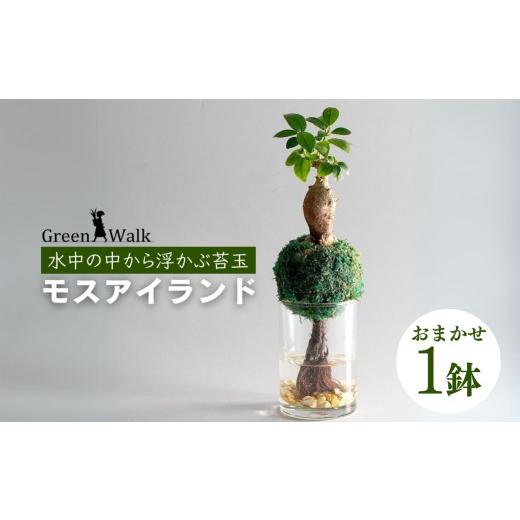 ふるさと納税 雑貨・日用品 苗木 愛知県 豊橋市 苔玉 観葉植物 モス