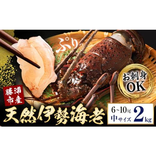 ふるさと納税 エビ 伊勢エビ 千葉県 勝浦市 刺身OK 千葉県勝浦産 生冷活〆 天然伊勢海老 2kg 6-10尾入 株式会社串浜水産[90日以内に出荷予定(土日祝除く)]…