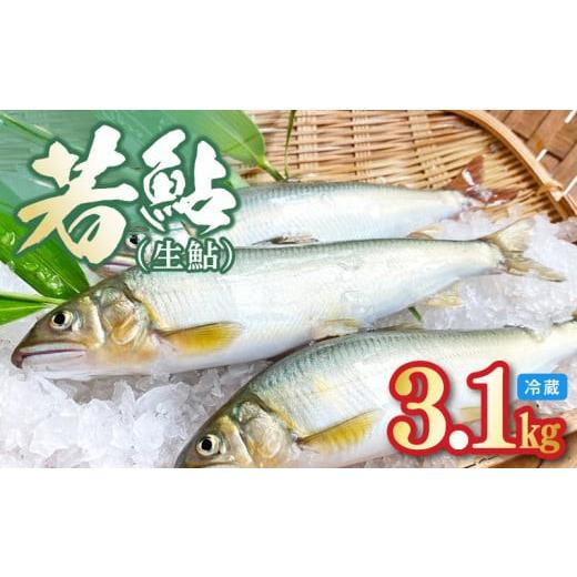 ふるさと納税 魚貝類 宮崎県 延岡市 先行予約 2026年7月上旬より発送開始 若鮎(生鮎)3.1kg 冷蔵 N070-YC230_1