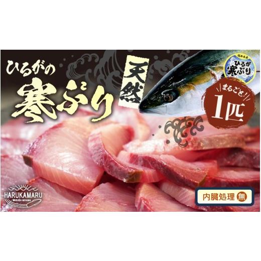 ふるさと納税 旬の鮮魚等 福井県 美浜町 先行予約 天然 寒ぶり 1本 (約8〜9kg) 若狭湾 ひるがの寒ぶり (内臓処理なし) 2026年12月中旬以降順次発送予定 ブラ…