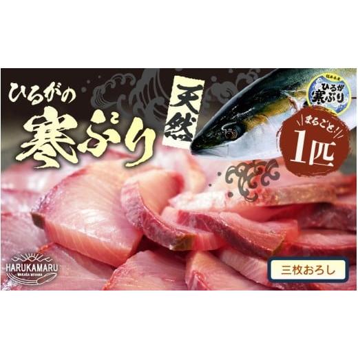 ふるさと納税 旬の鮮魚等 福井県 美浜町 先行予約 天然 寒ぶり 1本 (約8〜9kg) 若狭湾 ひるがの寒ぶり (三枚おろし) 2025年12月中旬以降順次発送予定 ブラン…