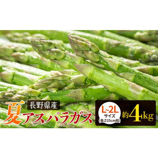 ふるさと納税 野菜類 アスパラガス 長野県 木島平村 先行予約 夏 アスパラガス 約4kg 農家直送 ハウス栽培(路地栽培あり)| 野菜 やさい ヤサイ 根物 ねもの…