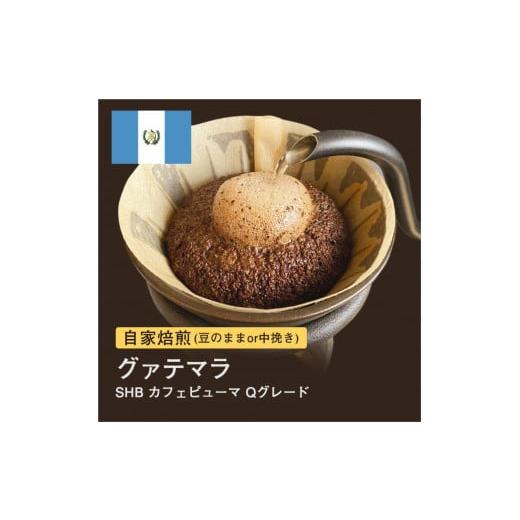 ふるさと納税 コーヒー コーヒー豆 大阪府 堺市 豆 #049 グァテマラSHB カフェピューマ Qグレード コーヒー豆 310g 当日焙煎 大山珈琲 豆のまま