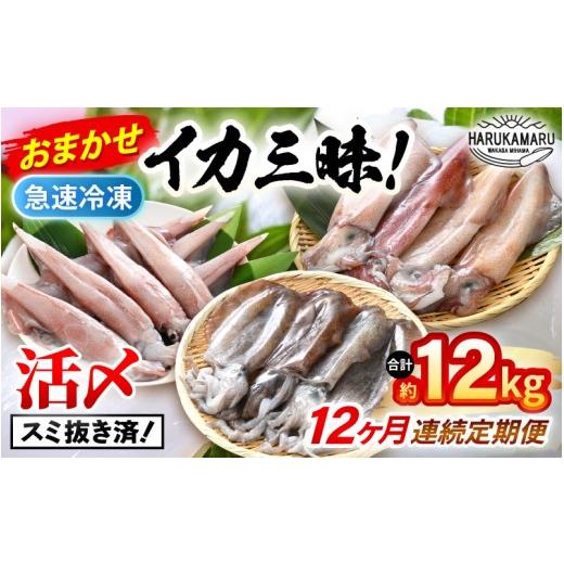 ふるさと納税 イカ 福井県 美浜町 おまかせ定期便 《12ヶ月連続お届け》 計約12kg イカ 三昧 その時期の一番良いイカをお届けします 急速冷凍 活〆 刺身 ヤリ…_1