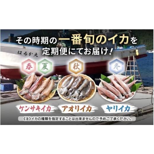 ふるさと納税 イカ 福井県 美浜町 おまかせ定期便 《12ヶ月連続お届け》 計約12kg イカ 三昧 その時期の一番良いイカをお届けします 急速冷凍 活〆 刺身 ヤリ…_2