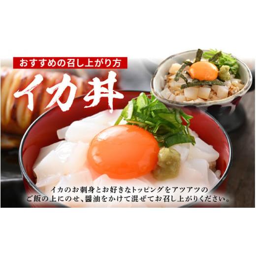 ふるさと納税 イカ 福井県 美浜町 おまかせ定期便 《12ヶ月連続お届け》 計約12kg イカ 三昧 その時期の一番良いイカをお届けします 急速冷凍 活〆 刺身 ヤリ…_3