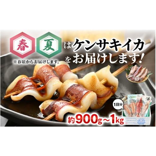 ふるさと納税 イカ 福井県 美浜町 おまかせ定期便 《12ヶ月連続お届け》 計約12kg イカ 三昧 その時期の一番良いイカをお届けします 急速冷凍 活〆 刺身 ヤリ…_4