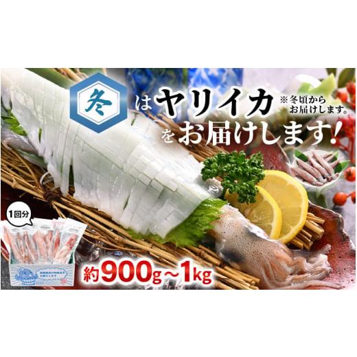 ふるさと納税 イカ 福井県 美浜町 おまかせ定期便 《12ヶ月連続お届け》 計約12kg イカ 三昧 その時期の一番良いイカをお届けします 急速冷凍 活〆 刺身 ヤリ…_6