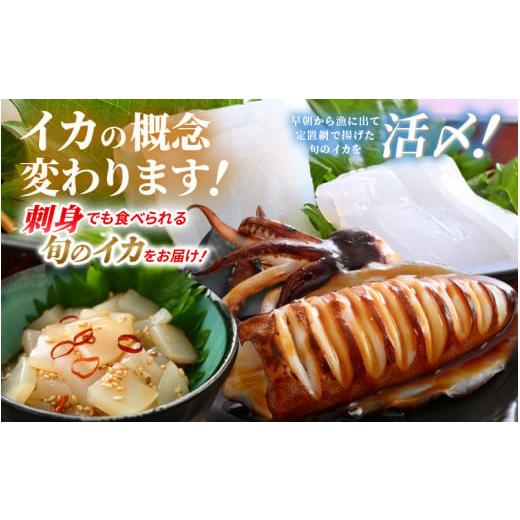 ふるさと納税 イカ 福井県 美浜町 おまかせ定期便 《12ヶ月連続お届け》 計約12kg イカ 三昧 その時期の一番良いイカをお届けします 急速冷凍 活〆 刺身 ヤリ…_7