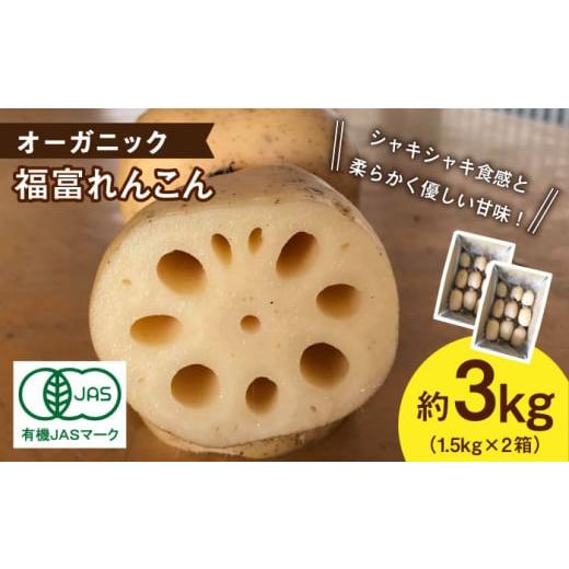 ふるさと納税 人参・大根・他根菜 佐賀県 白石町 節切り (泥付き)希少なオーガニック 福富れんこん 約3kg(1.5kg×2箱)/ 佐賀県産 農家直送 直送 白石れ…