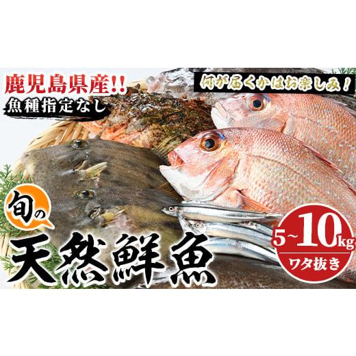 ふるさと納税 魚貝類 鯛 鹿児島県 阿久根市 旬の天然鮮魚BOX(5〜10kg) 国産 刺身 魚貝 魚介 鮮魚 海産物 天然物 煮つけ 焼き魚 さるがく水産 akn028-29 5〜10k…