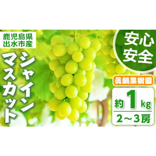 ふるさと納税 ぶどう マスカット 鹿児島県 出水市 i971 先行予約受付中 2026年8月中旬~10月中旬の間に発送予定 [期間限定]シャインマスカット(約1kg・2〜3房…