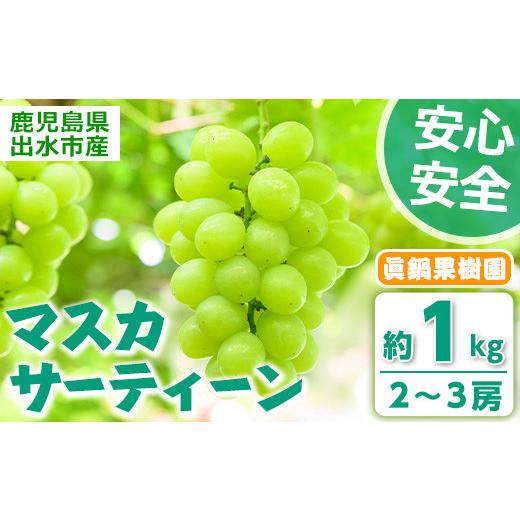 ふるさと納税 ぶどう 鹿児島県 出水市 i972 先行予約受付中 2026年8月中旬~10月中旬の間に発送予定 [期間限定]マスカサーティーン(約1kg・2〜3房) 国産 鹿児…