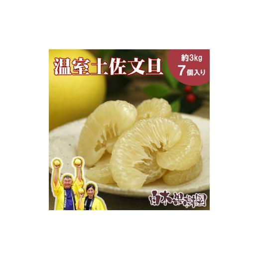 ふるさと納税 みかん・柑橘類 高知県 土佐市 先行予約 温室土佐文旦 Lサイズ 7個入り[2026年12月上旬〜2027年1月中旬頃発送] / お得箱 ブンタン ぶんたん …
