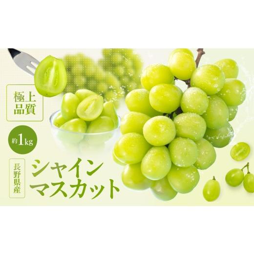 ふるさと納税 ぶどう マスカット 長野県 飯田市 大人気 長野県産 シャインマスカット 秀品 約1kg[2026年9月下旬〜11月上旬発送]| 果物 くだもの フルーツ ぶ…