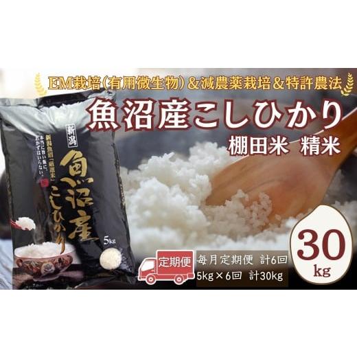 ふるさと納税 米 コシヒカリ 新潟県 小千谷市 令和7年産 農家直送の棚田米 魚沼産コシヒカリ 精米 合計30kg 定期便 5kg×6回(毎月お届け) 佐藤農場 | 新潟県…