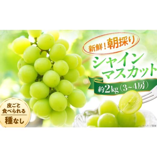 ふるさと納税 地域のお礼の品 愛媛県 内子町 先行予約 2026年8月下旬発送 内子町産 朝採りシャインマスカット 約2kg(3~4房) / シャインマスカット ぶどう ブ…