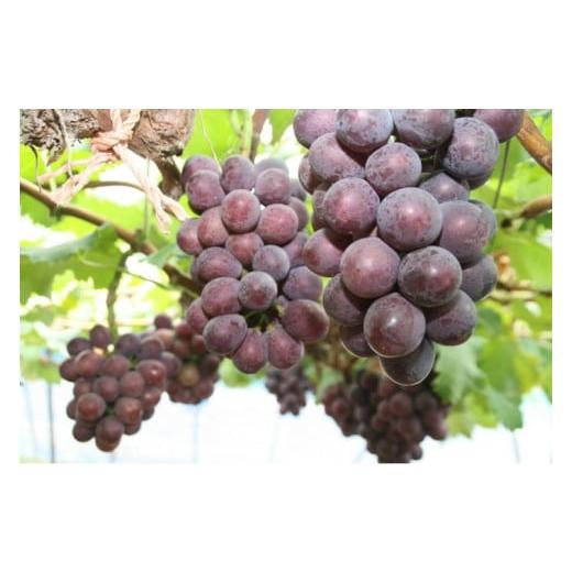 ふるさと納税 果物類 ぶどう 兵庫県 三木市 2026年先行受付 三木みづほぶどう園産ピオーネ2kg