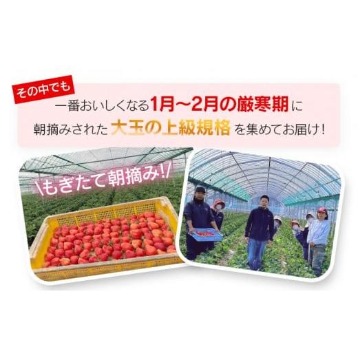 ふるさと納税 いちご 福岡県 大木町 朝摘みあまおう 800g 2026年1月中順次出荷予定 BD01-1 800g(400g×2) 1月中発送予定 ふるさと納税 朝摘みあまおう 800g ※2025年1月〜2月中順次出荷予定 BD01 福岡県大木町 先行予約/2026年】いちご 大木町産 あまおう  約270ｇ×4パック【2026年2月以降順次発送】 苺 果物 CL001 | 福岡県大木町 | ふるさと納税サイト「ふるなび」