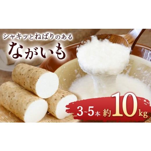 ふるさと納税 人参・大根・他根菜 長野県 塩尻市 ながいも 約 10kg(6本〜11本) | ながいも 野菜 やさい やまいも 長芋 長いも とろろ 粘り お好み焼き ねば…