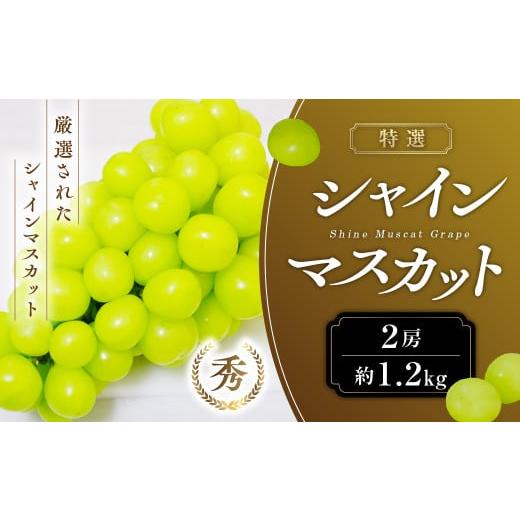ふるさと納税 ぶどう マスカット 山梨県 甲斐市 2026年発送 特選 シャインマスカット 2房 約1.2kg 先行予約 先行 予約 山梨県産 産地直送 フルーツ 果物 くだ…